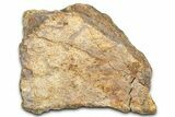 Dinosaur (Triceratops) Frill Shield Section - Wyoming #371529-1